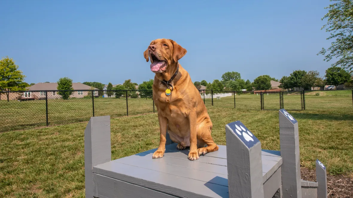 A large breed red hound dog perched high on the pet ramp platform 