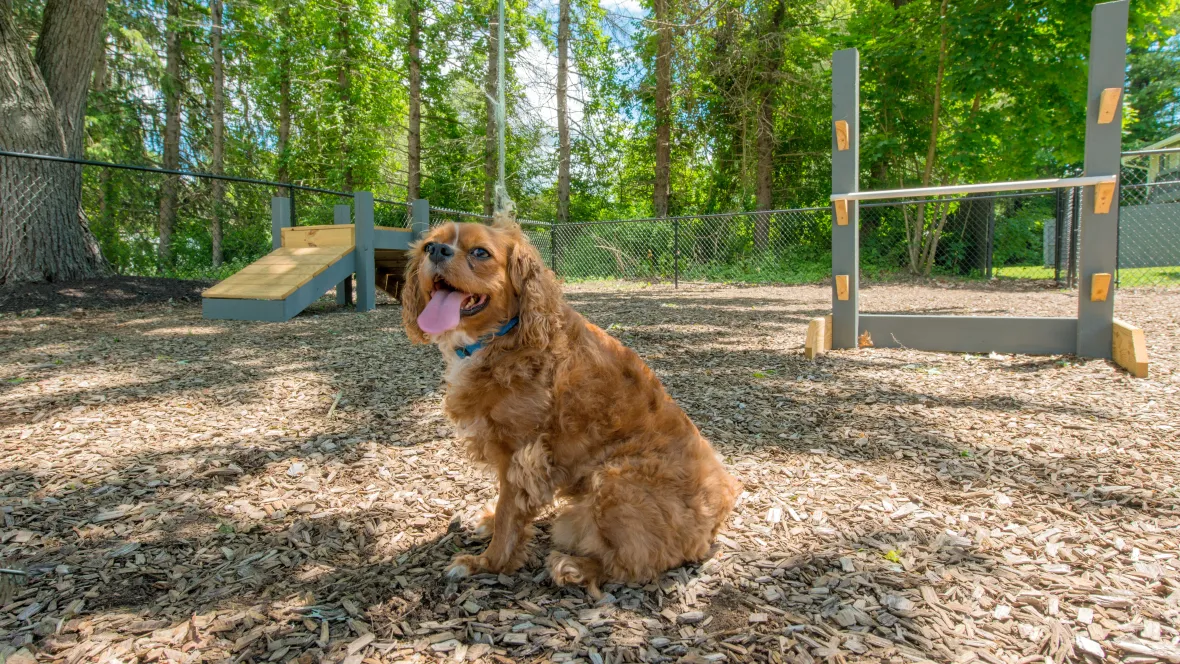 A dog sits in the middle of a fenced-in dog park. The dog park has several obstacles for the dog’s play and enjoyment.