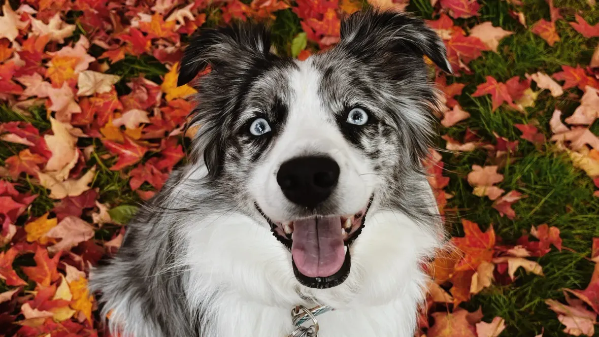 An Australian Shepard smiling at the camera with a bunch of fall leaves on the ground behind it.