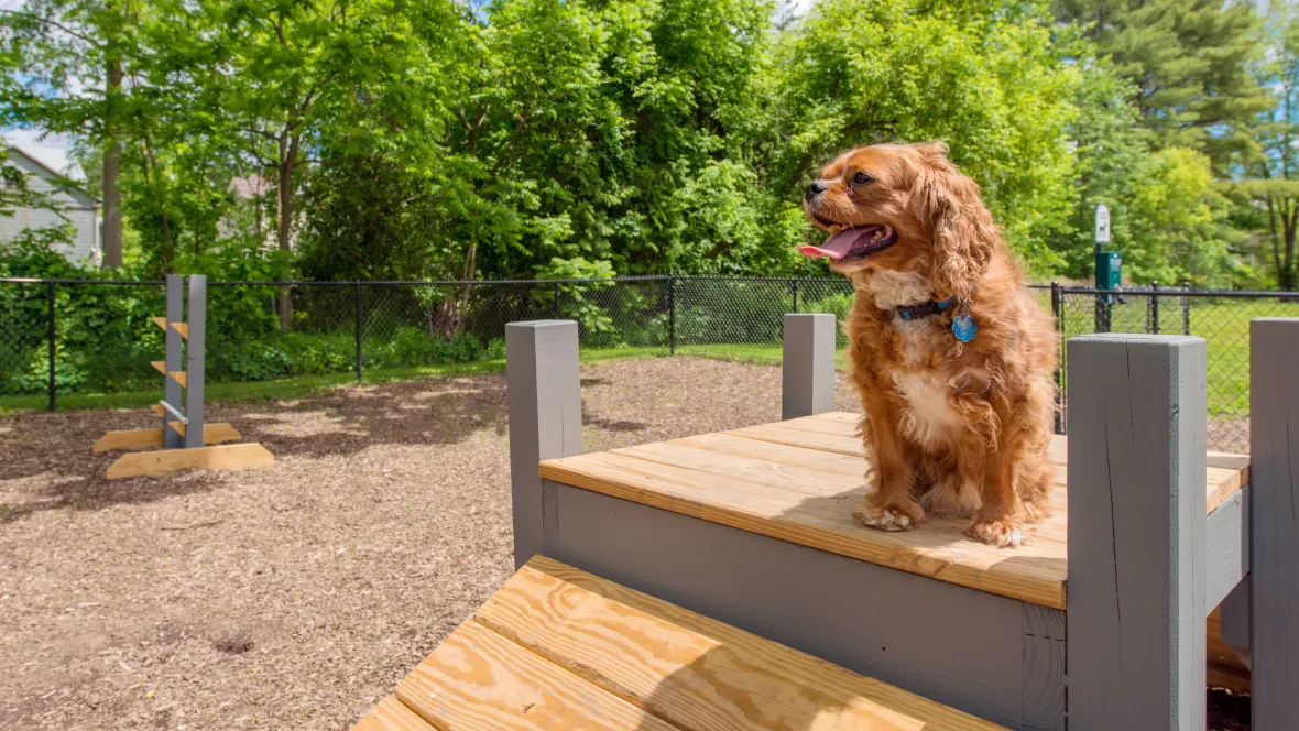 A fenced dog park with lush greenery surrounding and a convenient pet waste station.