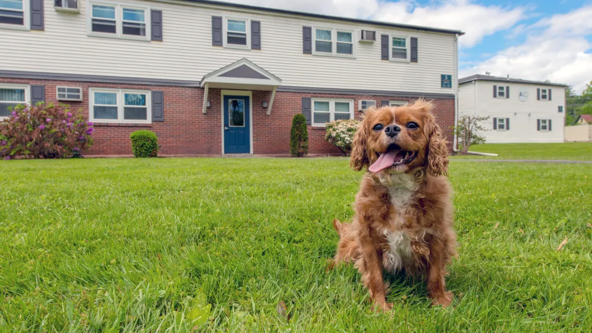 A dog sitting in lush, green grass in front of an apartment building.