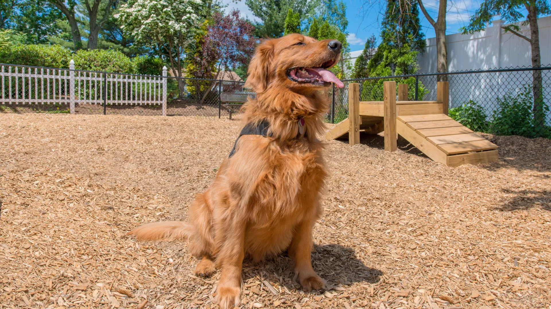 Golden retriever sitting in the fenced off-leash dog park at Edgewood Court with agility equipment and wood-chip ground cover.