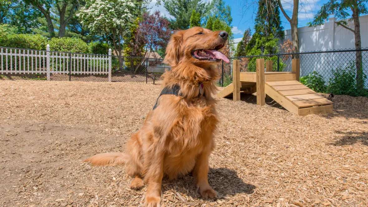 A Golden Retriever sitting in an off-leash dog park with obstacle course equipment in the background.