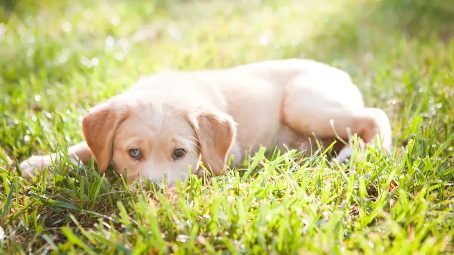 A contented small puppy rests comfortably on a lush green grass bed highlighted by sunshine, symbolizing the pet-friendly embrace of The Courtyards community.