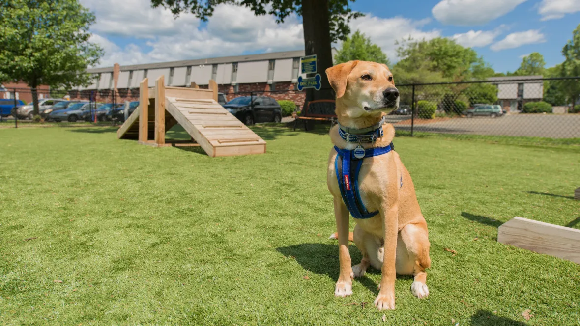 A cheerful Labrador sitting in the off-leash dog park, with an agility ramp and a sunny, grassy area.