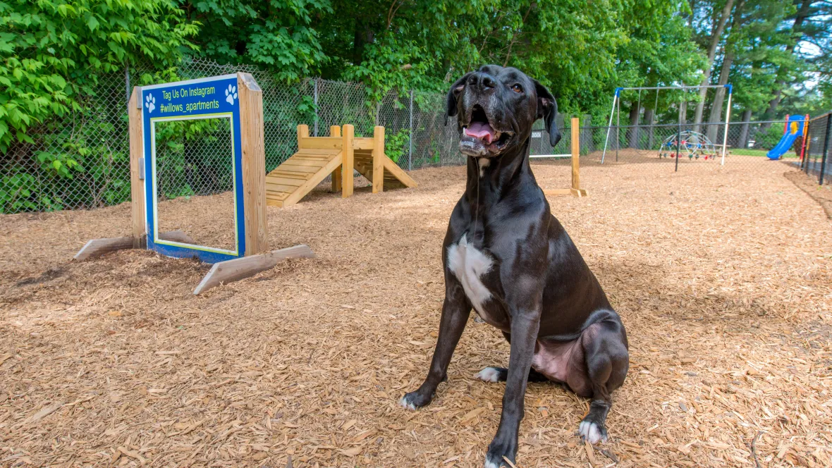 A large black dog sits peacefully in a fenced dog park showcasing the community’s embracement of pets of all sizes.
