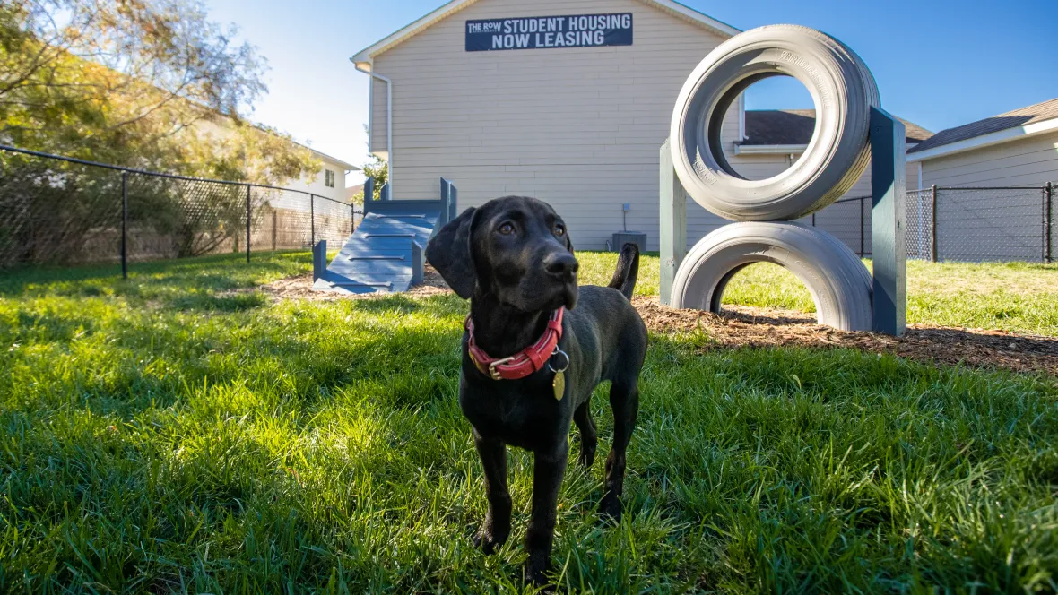 A black Labrador standing in the fenced in, off-leash dog park, in front of obstacle course equipment and a sign on the building in the background that reads ‘The Row Student Housing Now Leasing.’