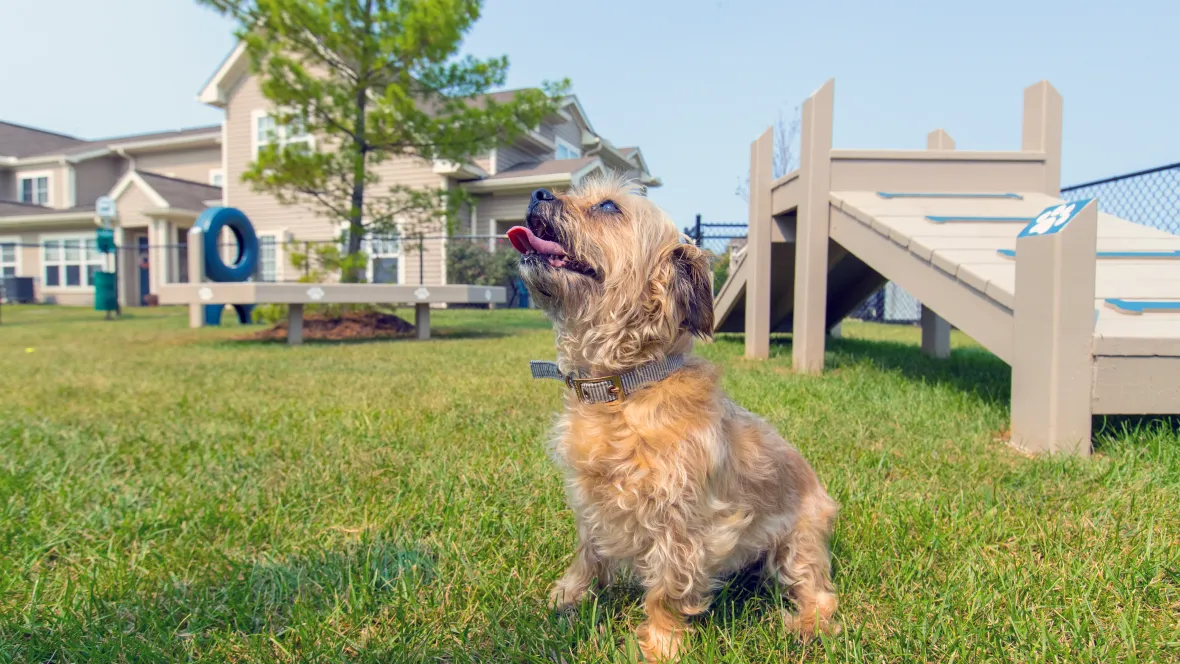 A joyful pet in a playful bark park equipped with engaging obstacles for endless fun.