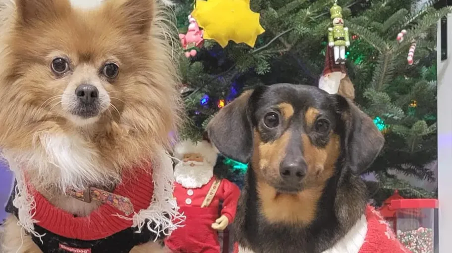 A Pomeranian and a Duschen wearing Christmas sweaters in front of a Christmas tree. 