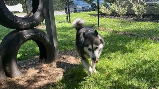 A husky running towards the camera in our off-leash dog park with tire agility equipment next to it.
