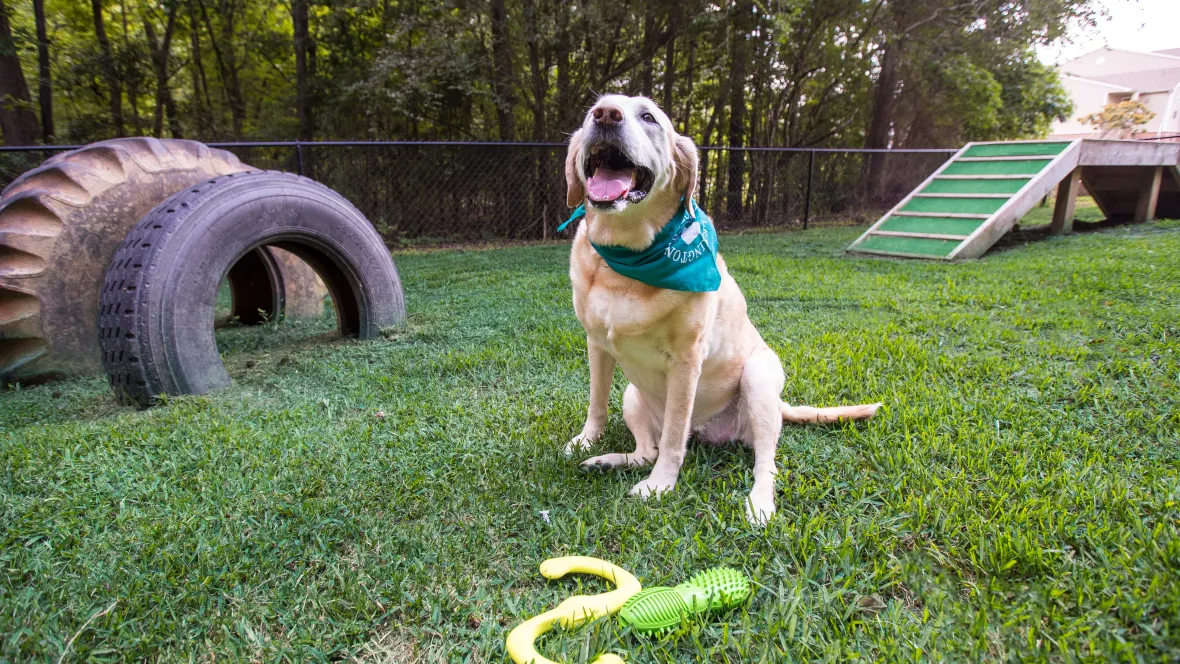 A cheerful large yellow dog enjoying a grassy dog park enclosed by a chain-linked fence, reserved for residents. Look forward to agility equipment, including large tires and a ramp for your furry friend's dexterity.